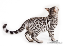 Bengal Cat Züchter